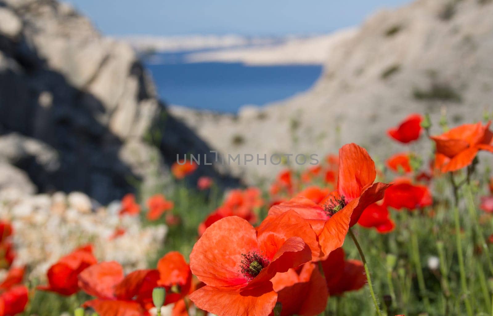 Poppy Field