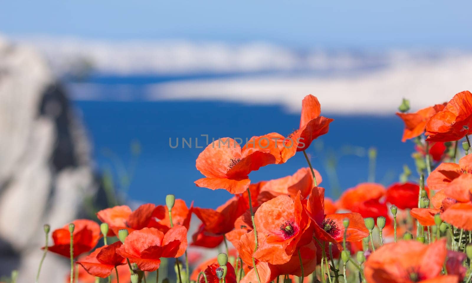 Poppy Field