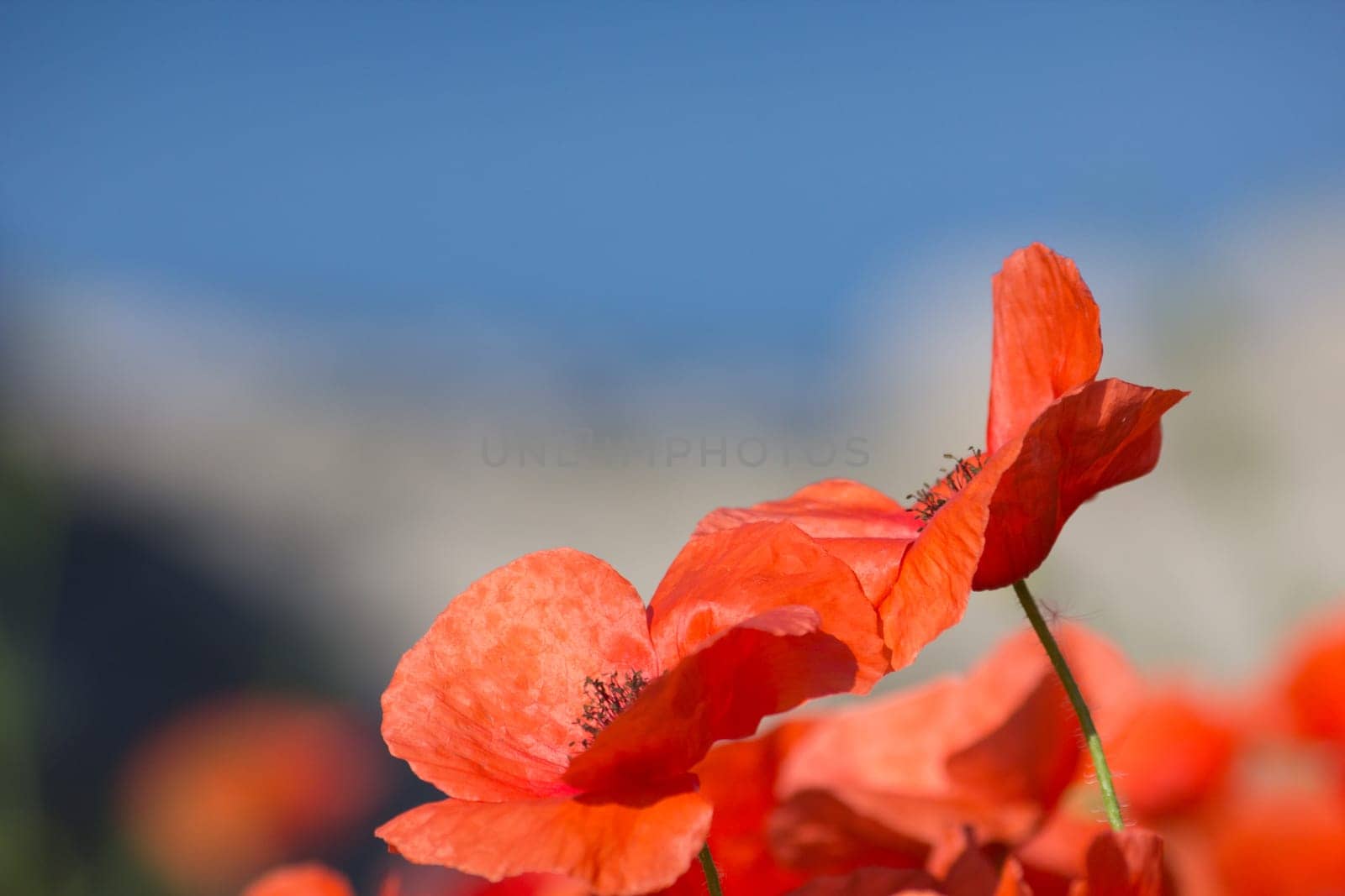 Poppy Field