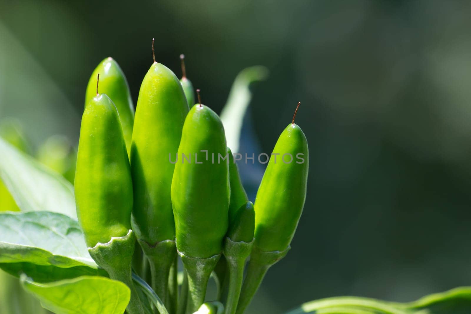 chili picante a mazetti