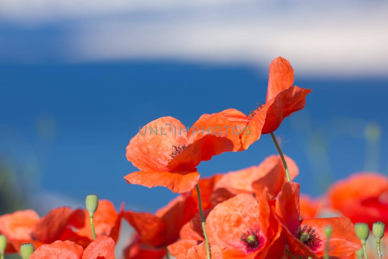 Poppy Field