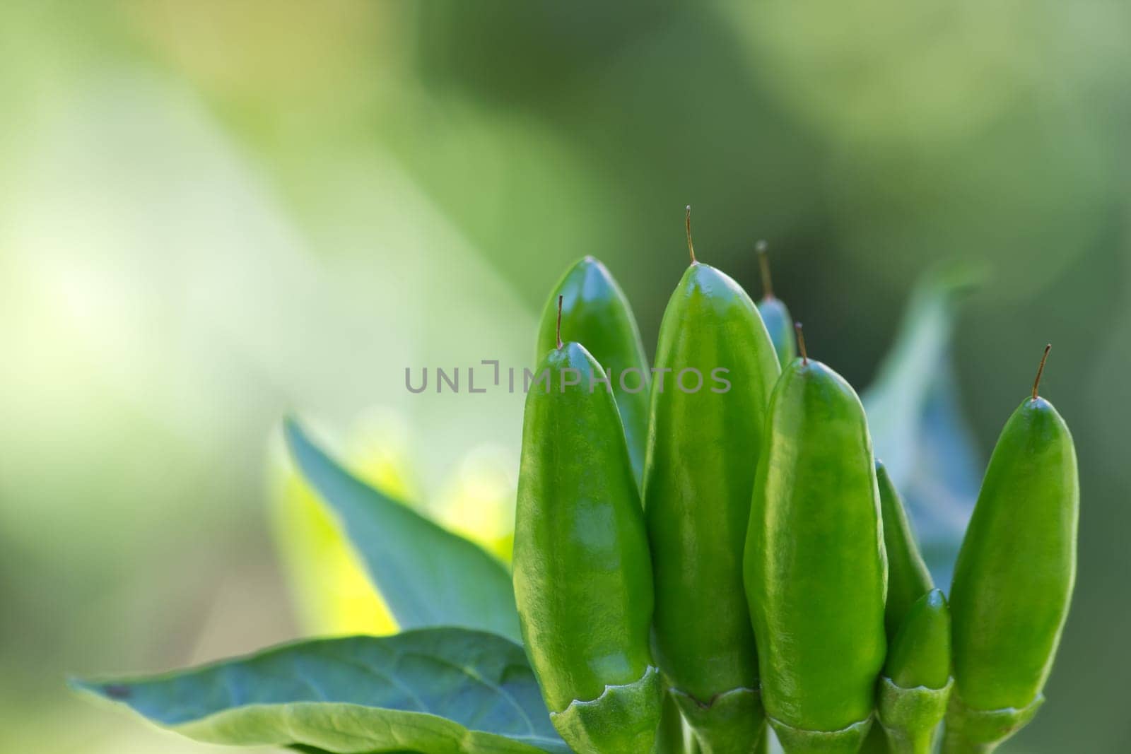 chili picante a mazetti