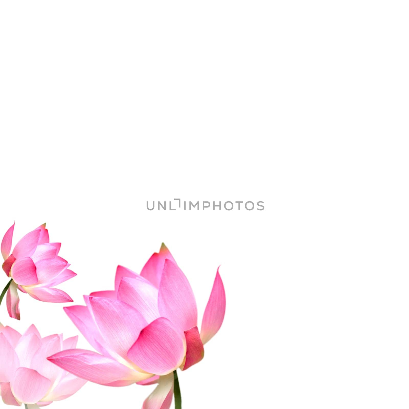 Lotus with nice background for adv or others purpose use
