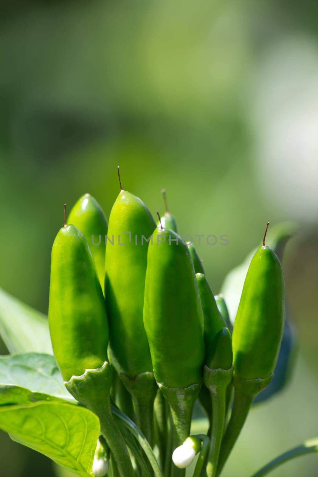 chili picante a mazetti