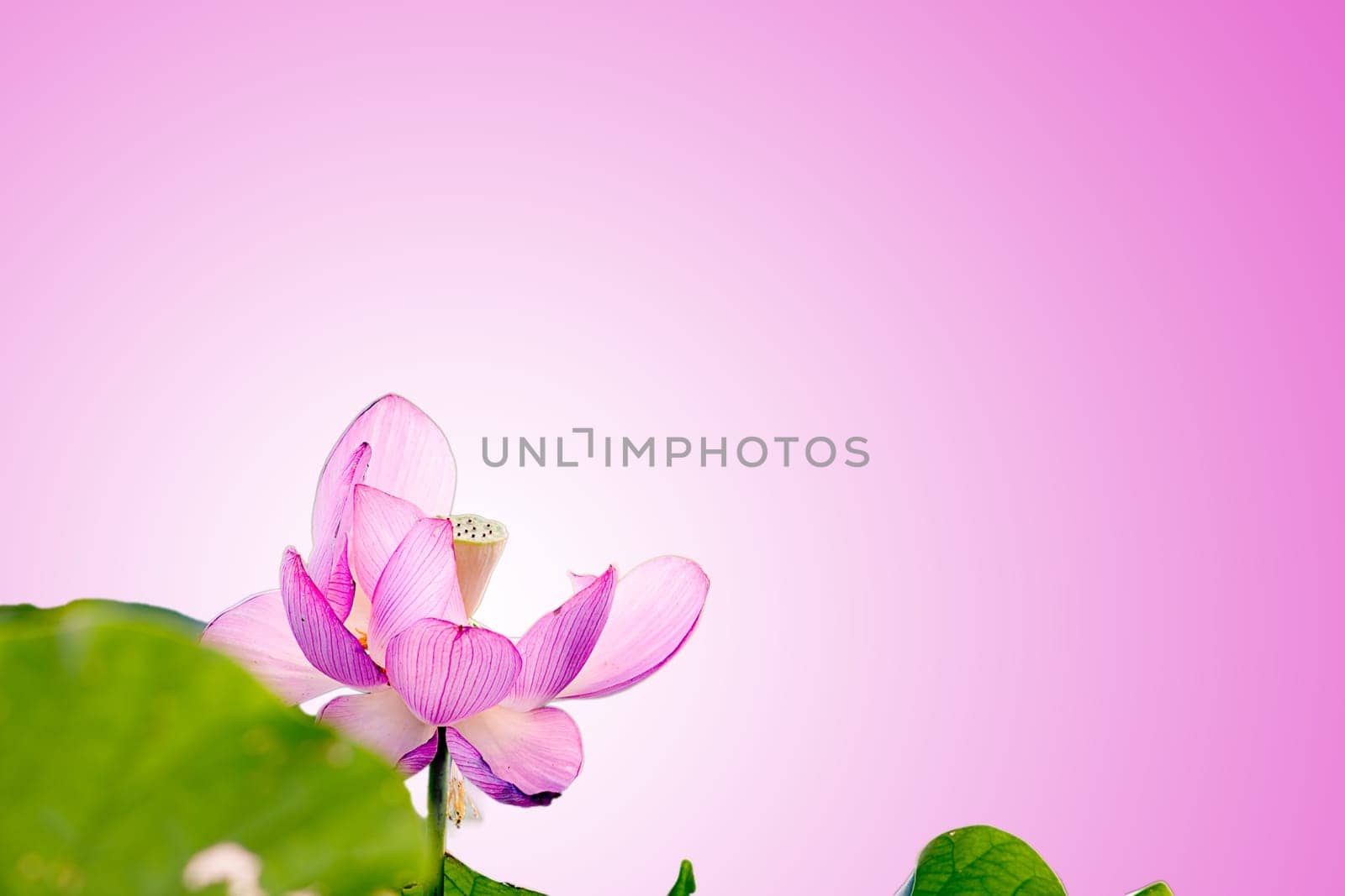 Lotus with nice background for adv or others purpose use