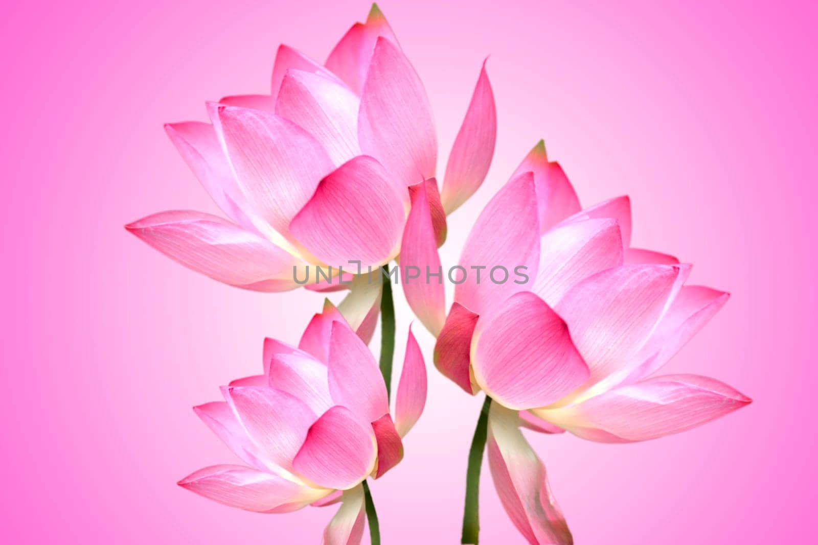 Lotus with nice background for adv or others purpose use