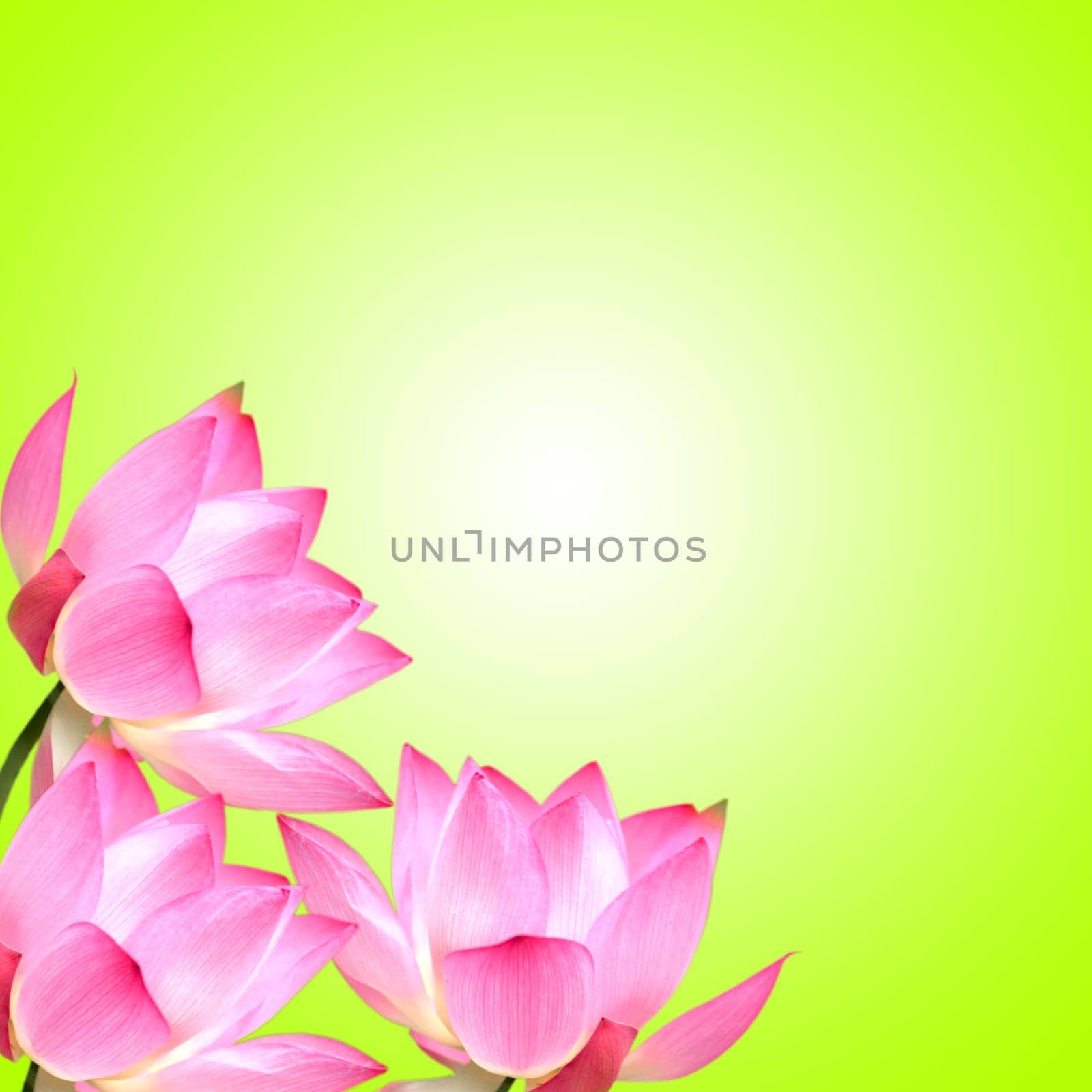 Lotus with nice background for adv or others purpose use