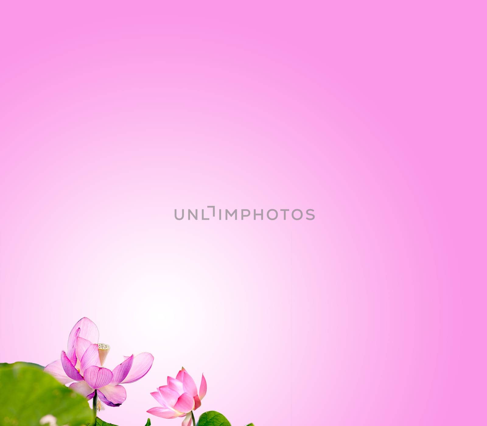 Lotus with nice background for adv or others purpose use