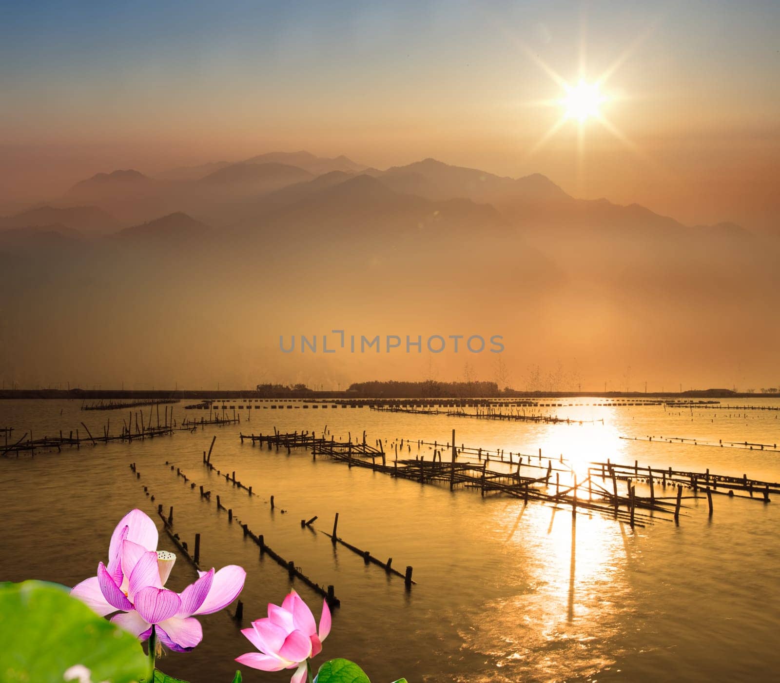 Lotus with nice background for adv or others purpose use