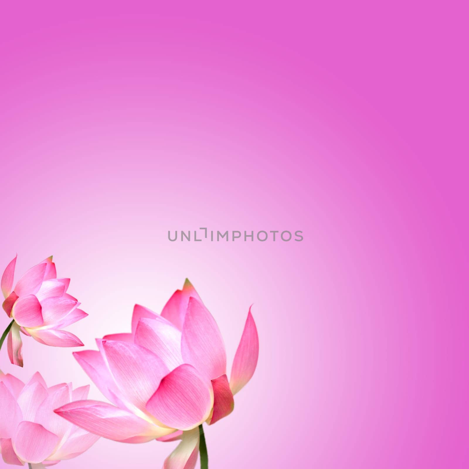 Lotus with nice background for adv or others purpose use