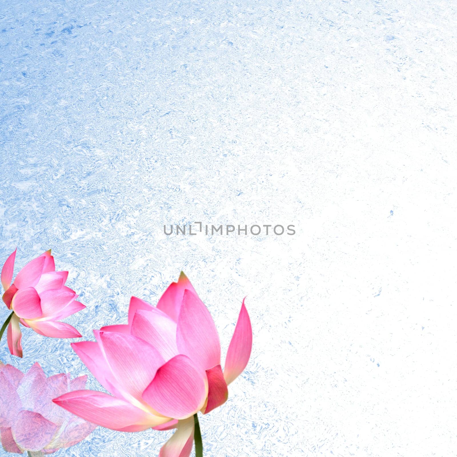Lotus with nice background for adv or others purpose use