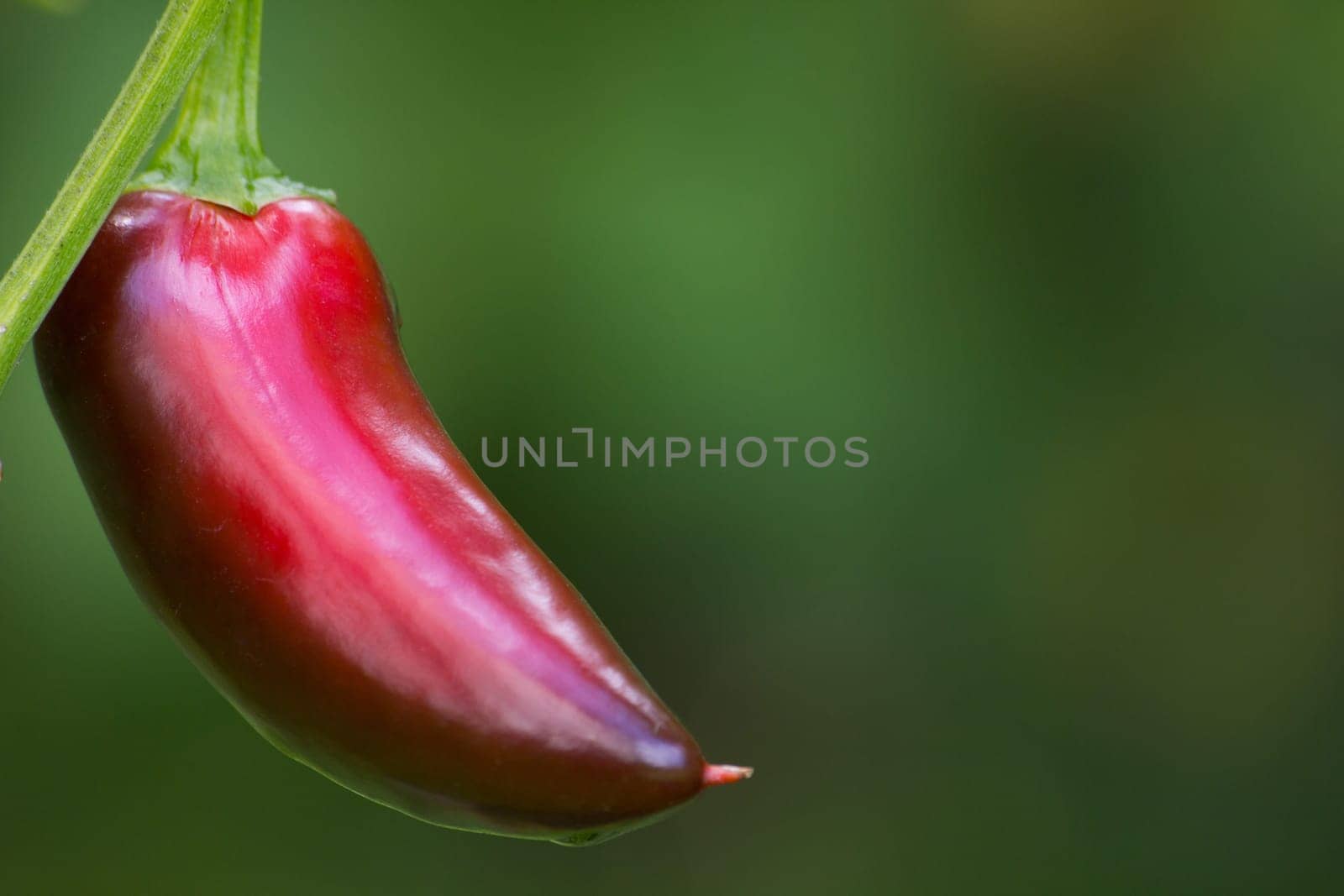 Chili Jalapeno