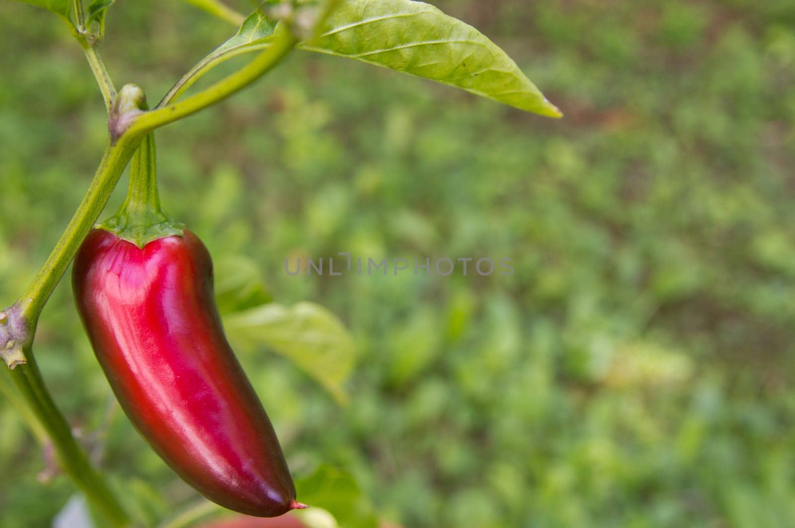 Chili Jalapeno