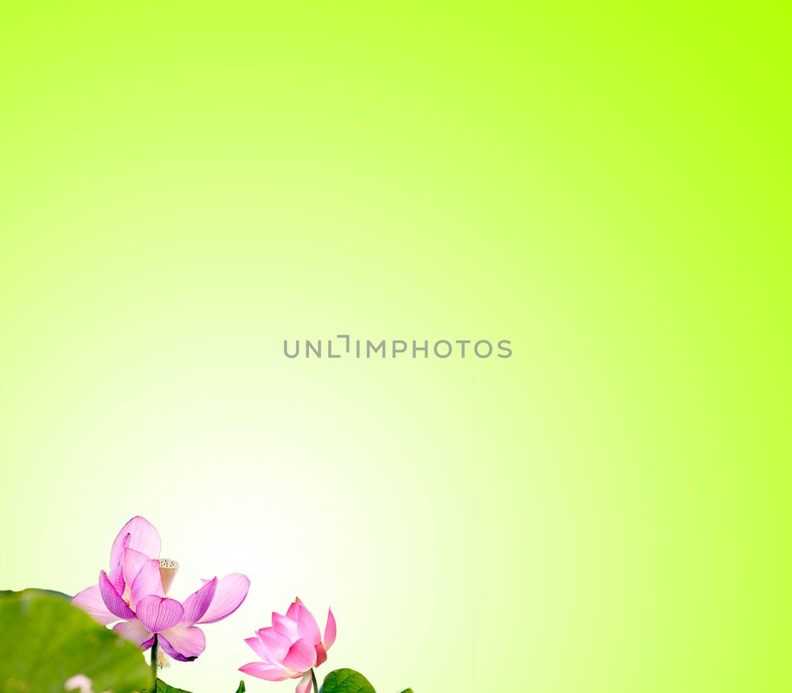 Lotus with nice background for adv or others purpose use