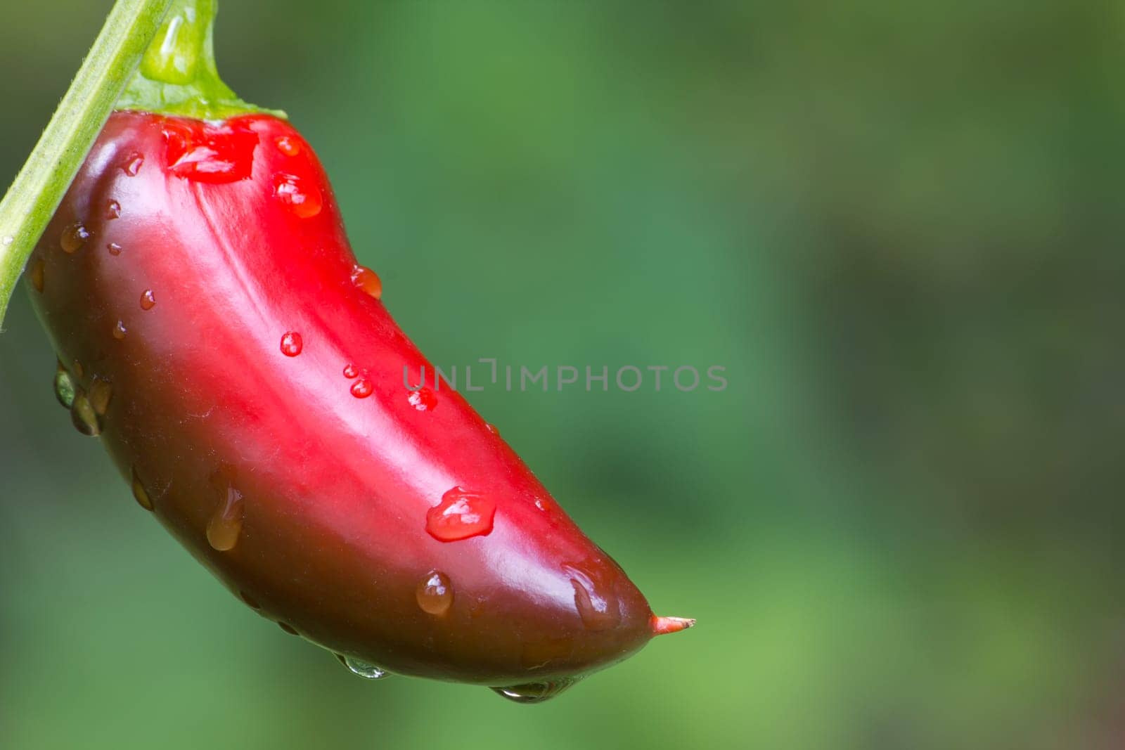 Chili Jalapeno