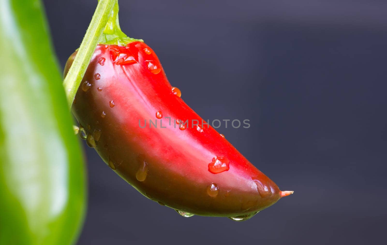 Chili Jalapeno
