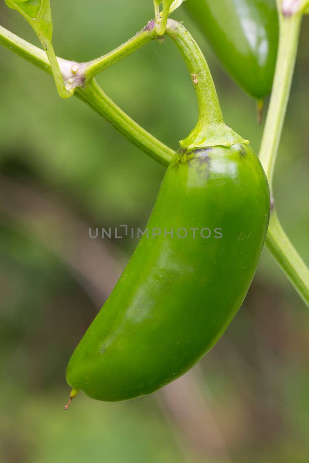 Chili Jalapeno
