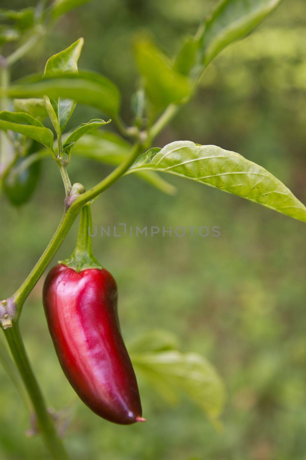 Chili Jalapeno