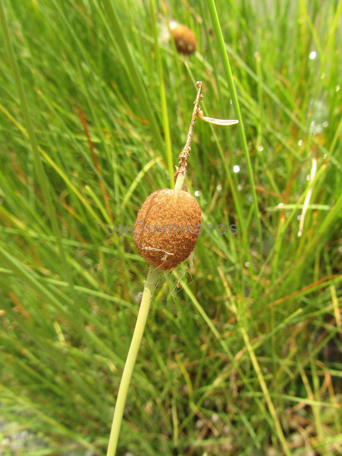 Small cattail - Typha minima