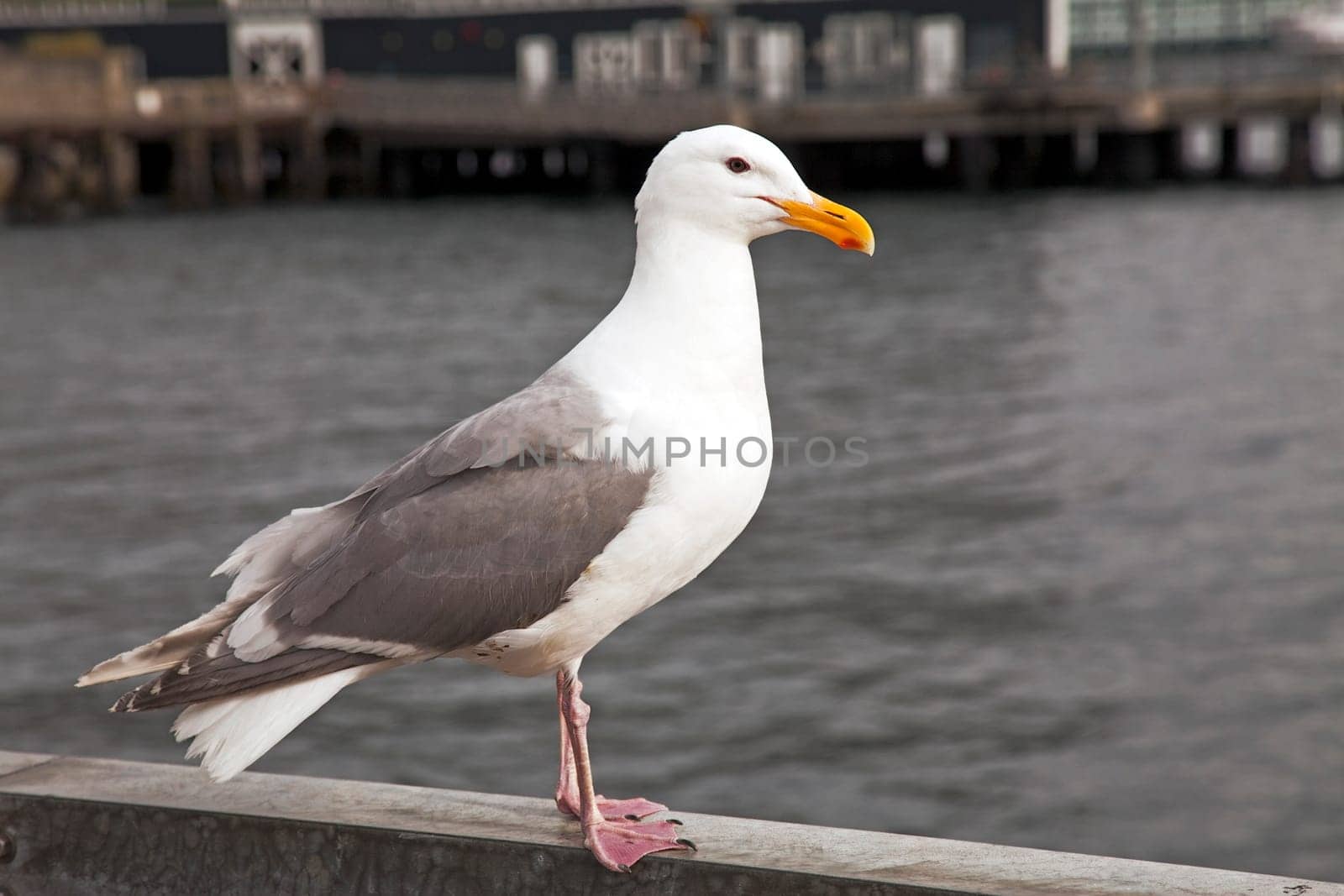 American herring gull at the harbor