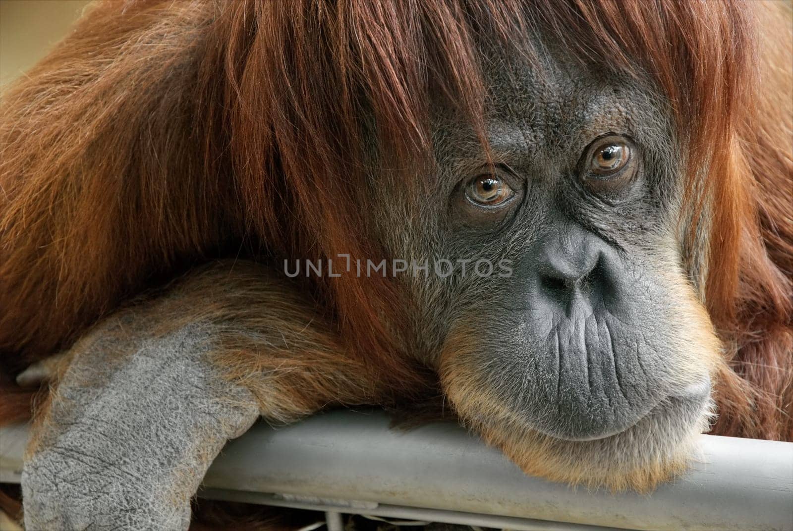 Portrait of a beautiful female orangutan in close-up,looking at the camera