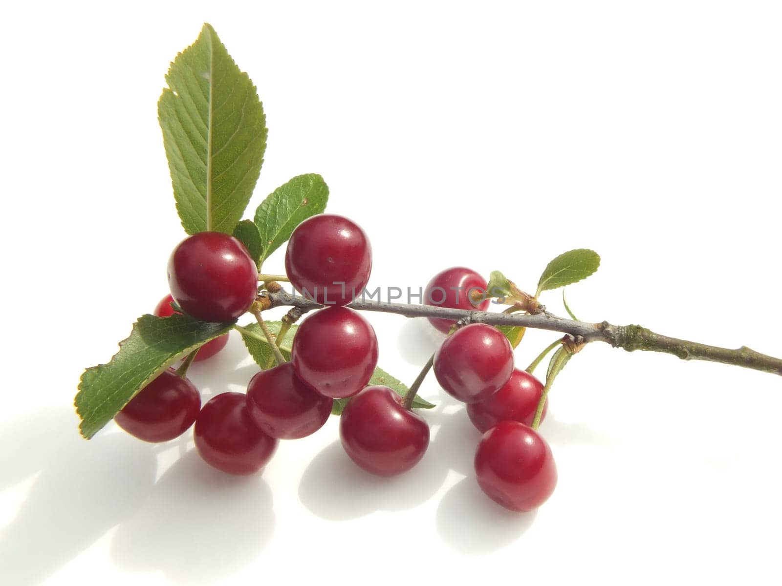 cherry