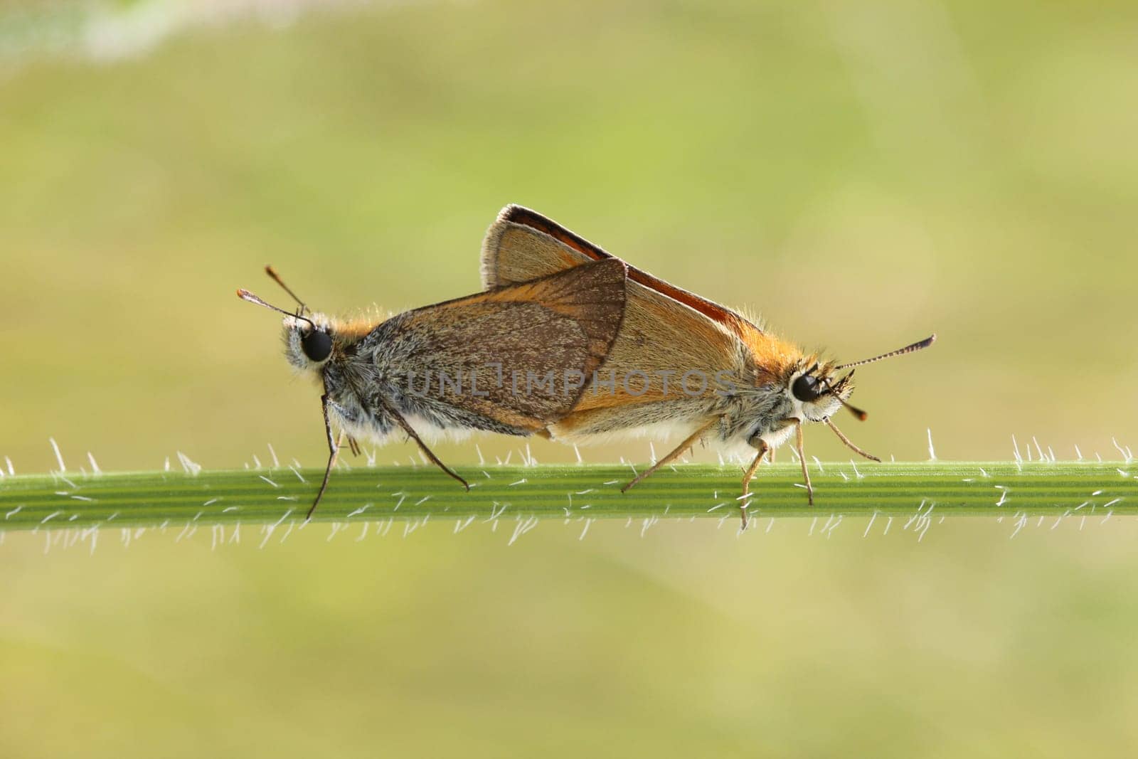 Thick-headed butterfly mating
