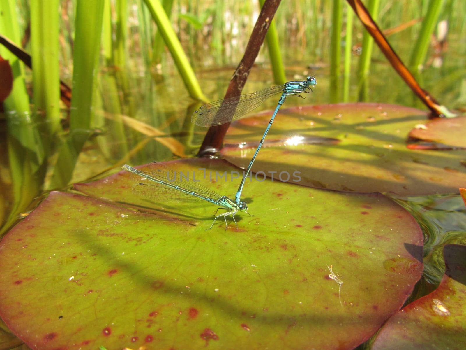 Lesser pitch dragonfly - Ischnura elegans