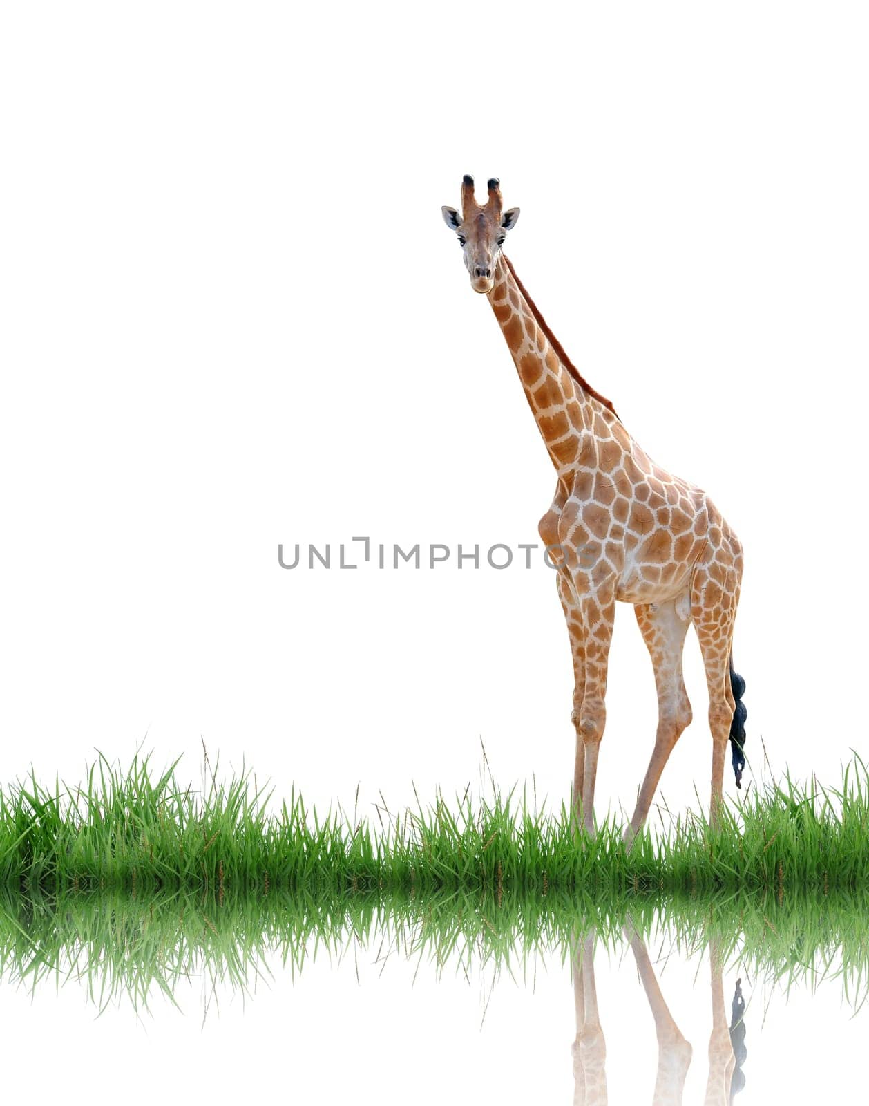 giraffe isolated