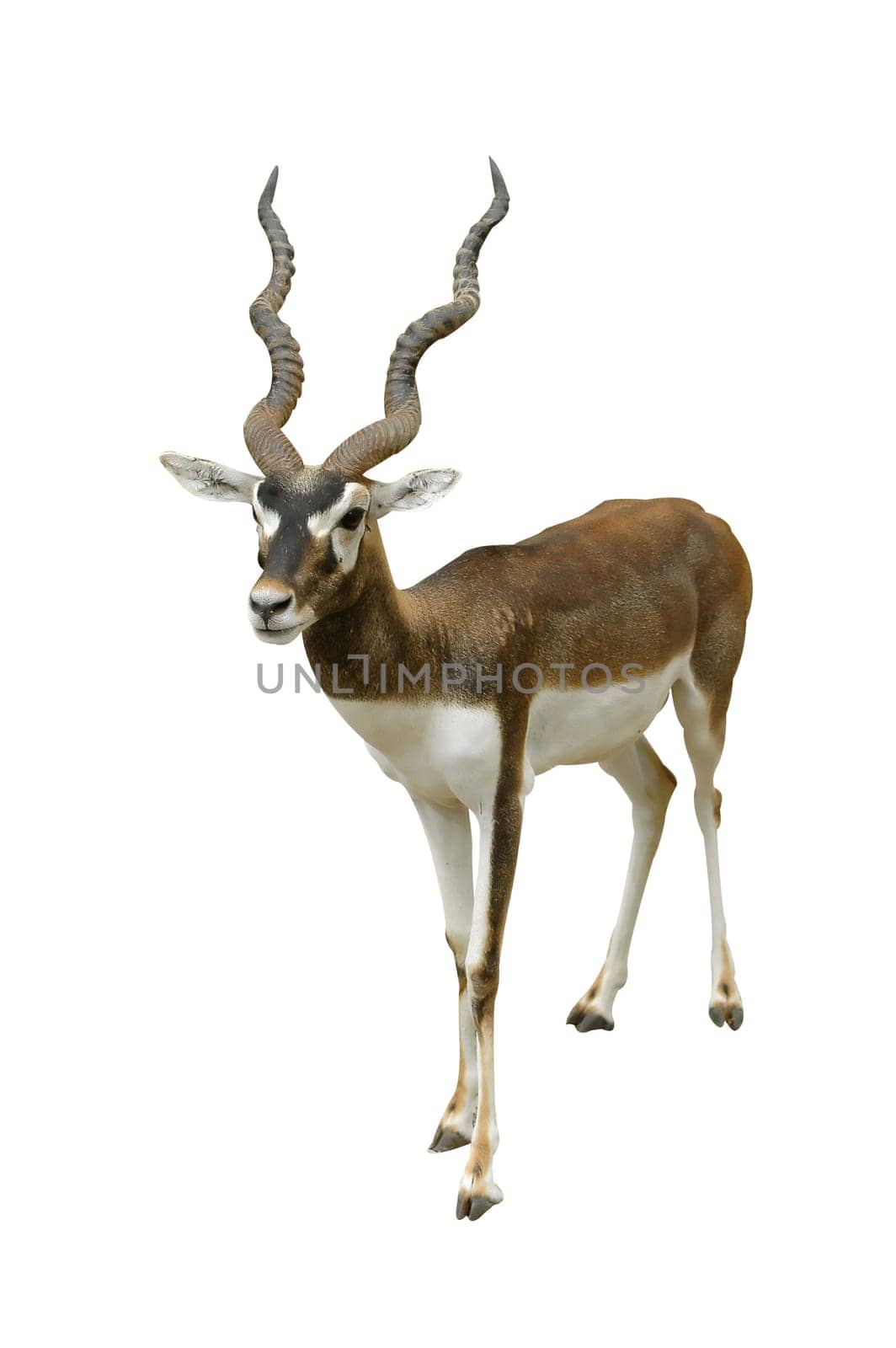 blackbuck