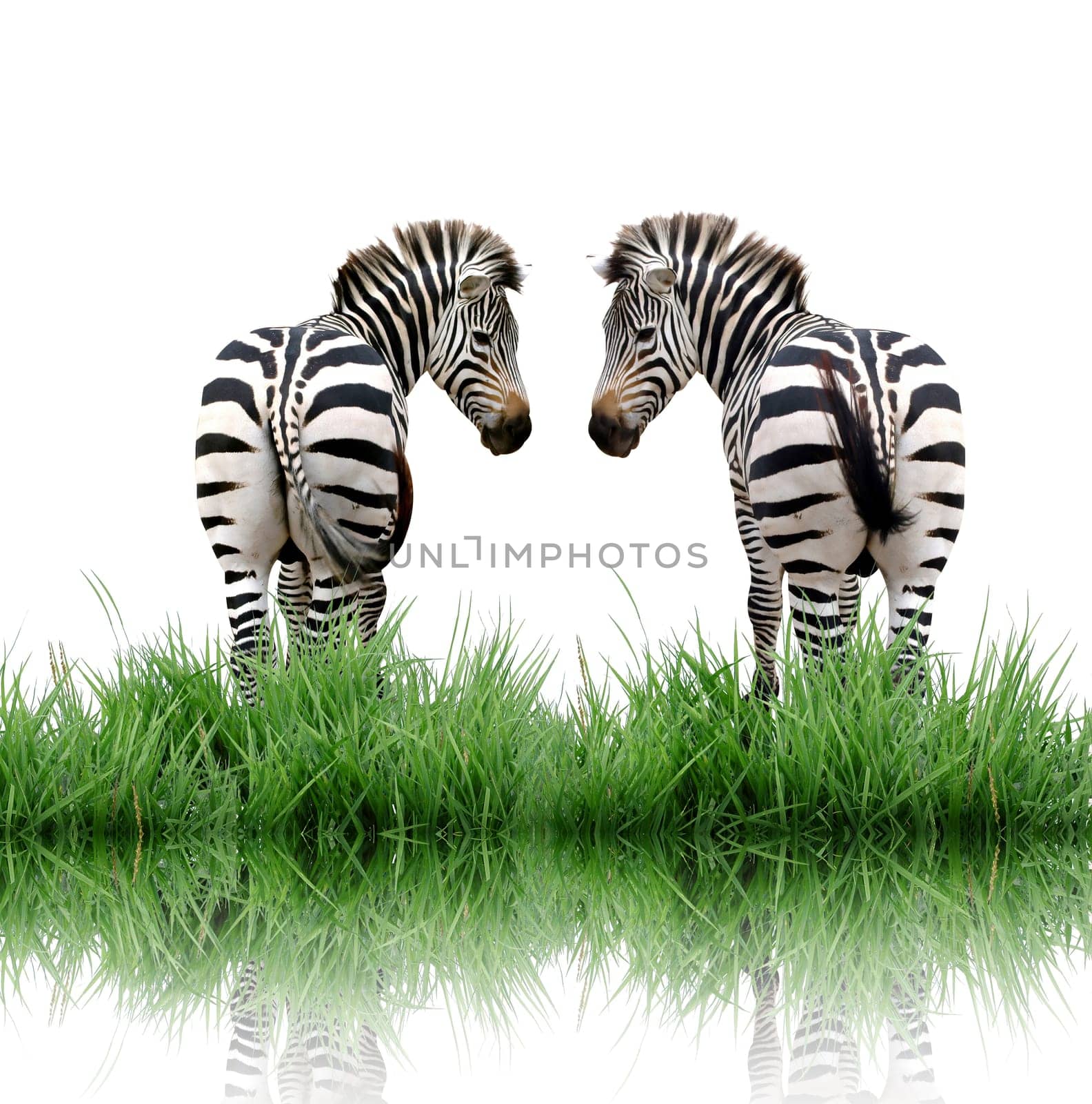 zebra isolated