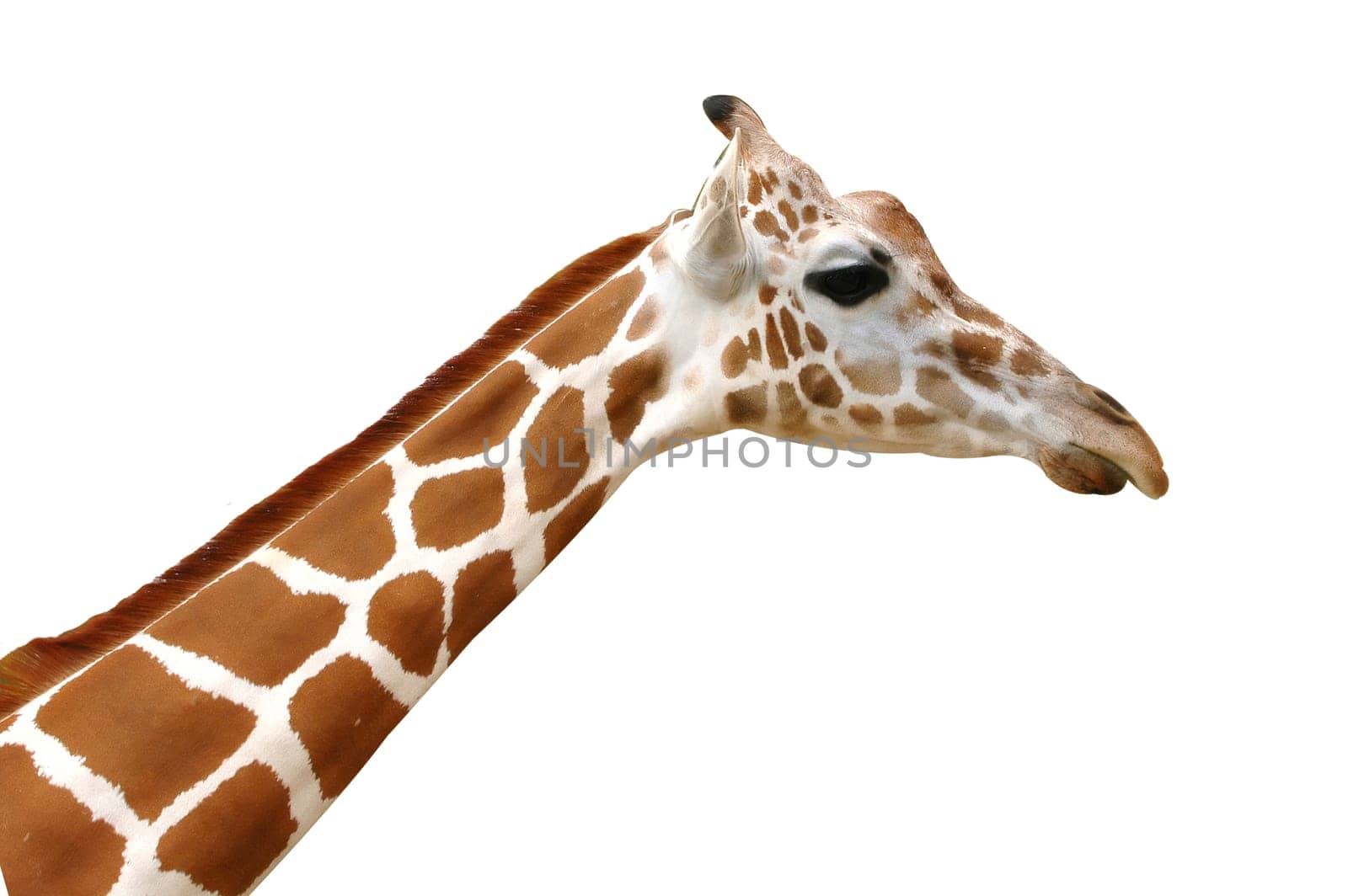 giraffe head isolated