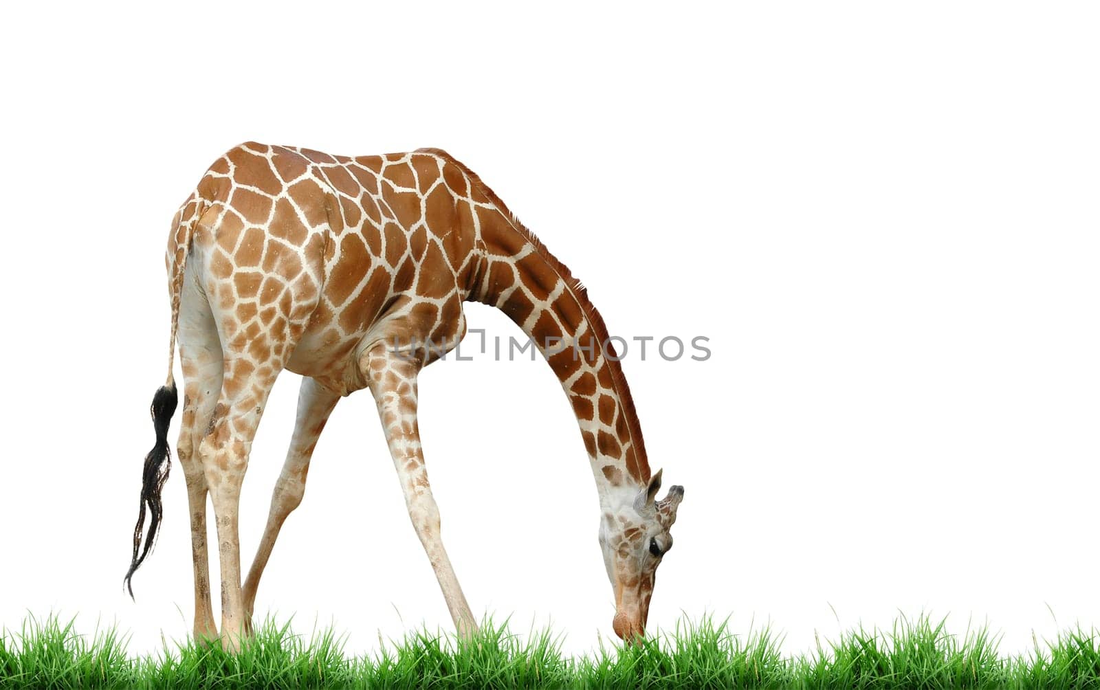 giraffe isolated