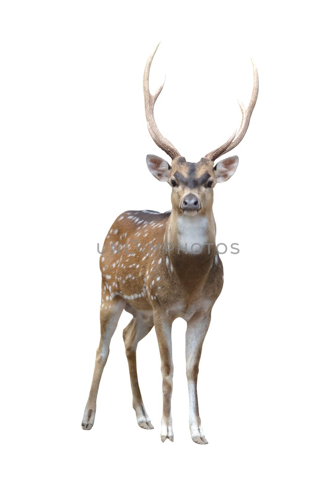 axis deer isolated