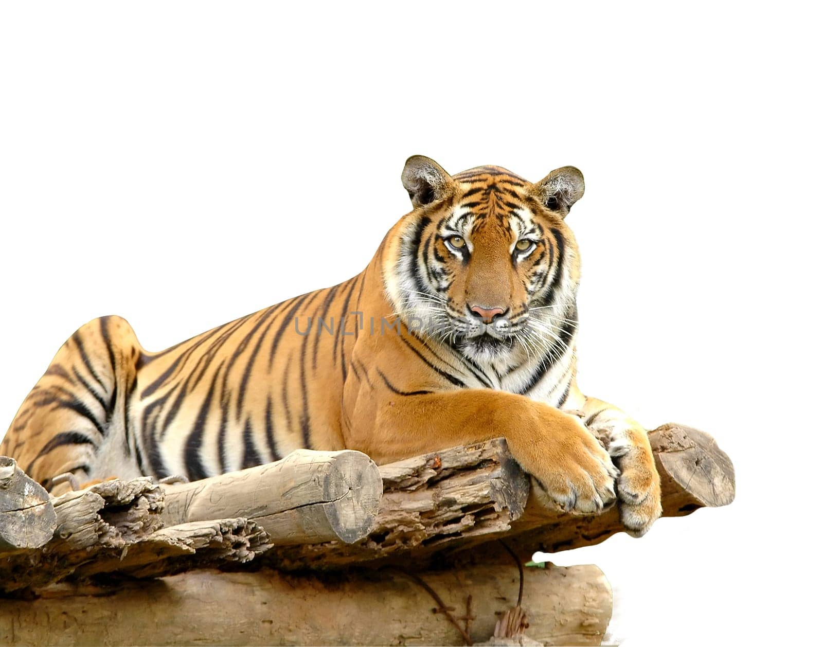 bengal tiger isolated on white background