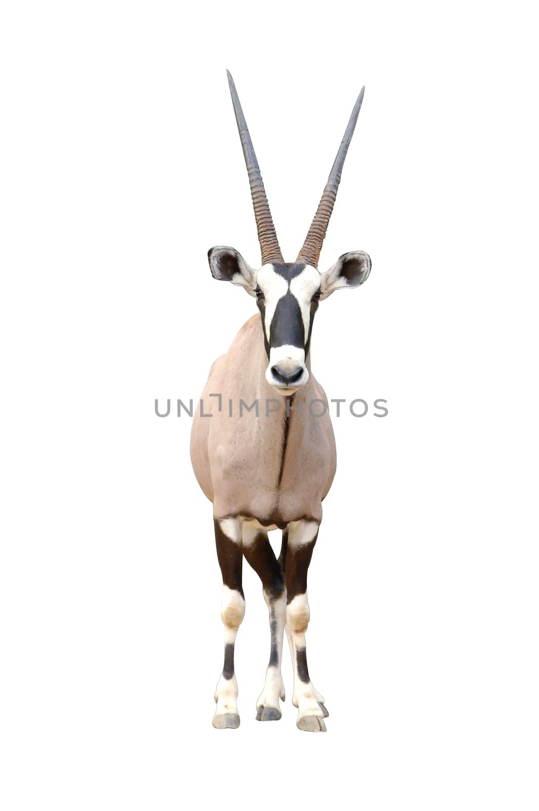 oryx isolated