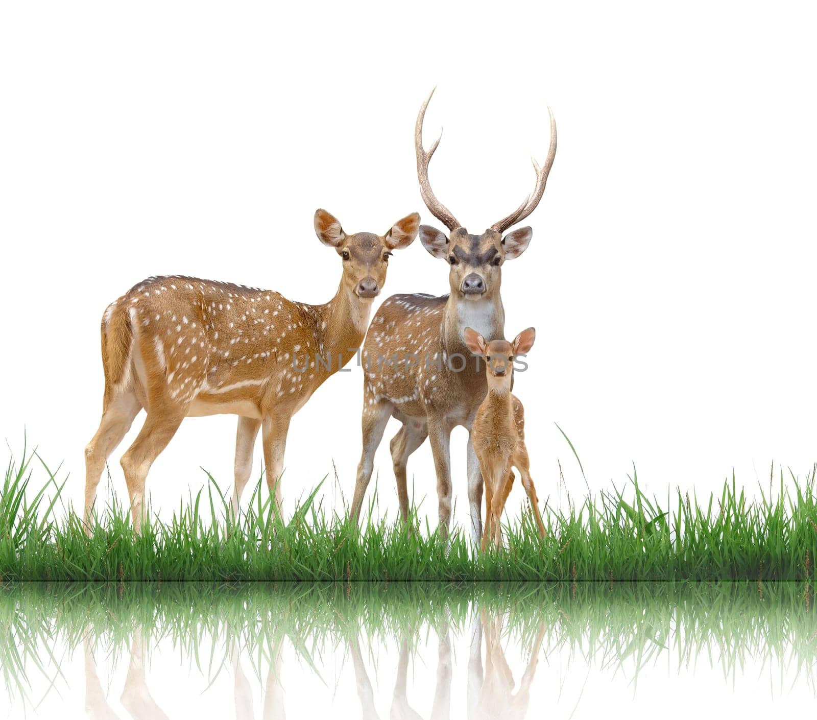 axis deer isolated