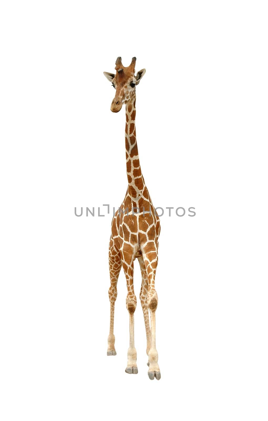 giraffe isolated