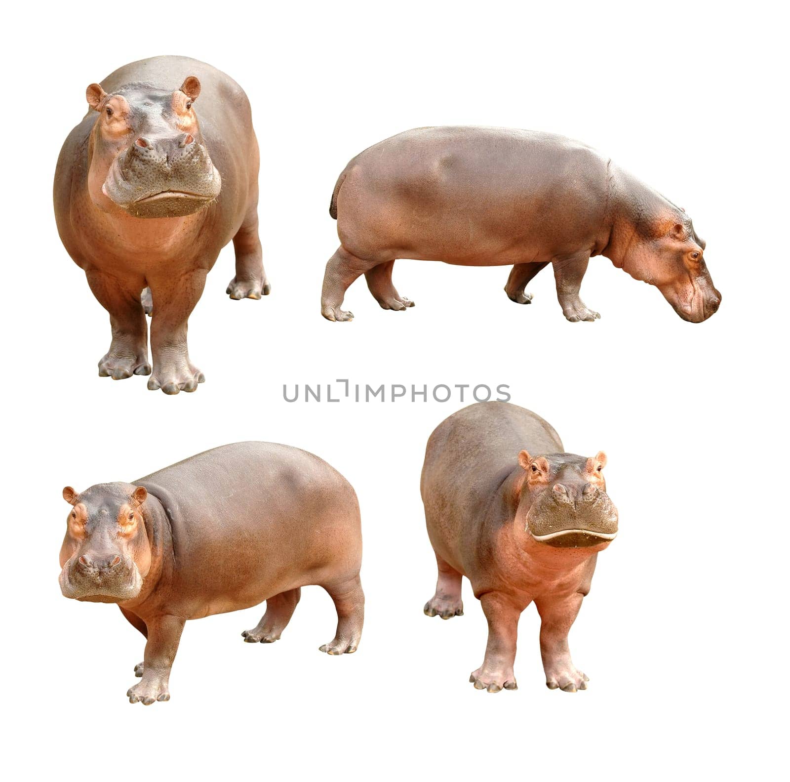 hippopotamus isolated