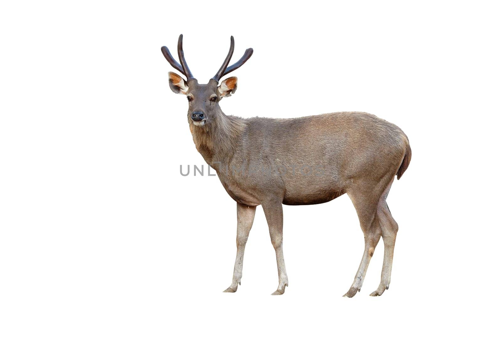 deer isolated