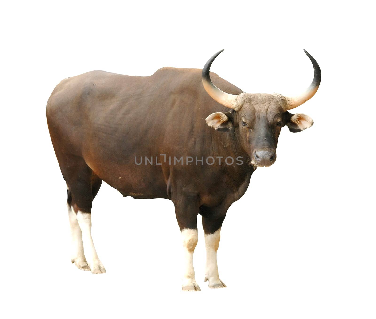 banteng isolated