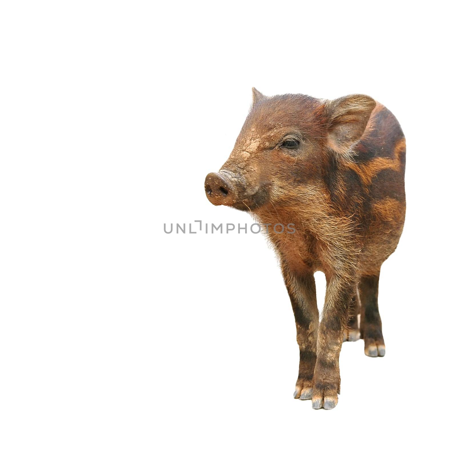 wild boar isolated