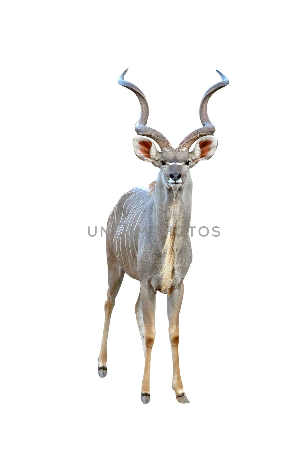 rhinocerous isolated