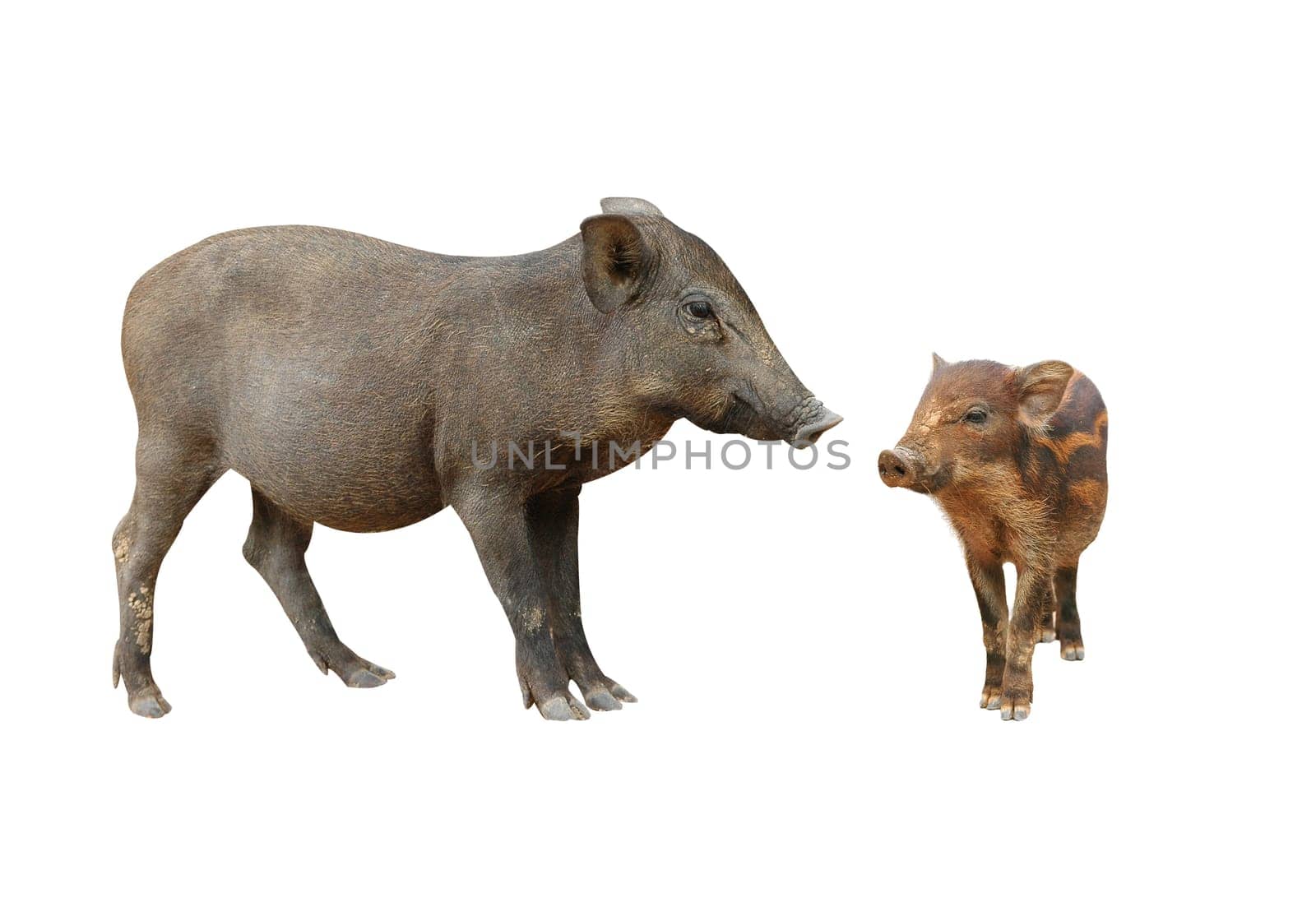 wild boar isolated