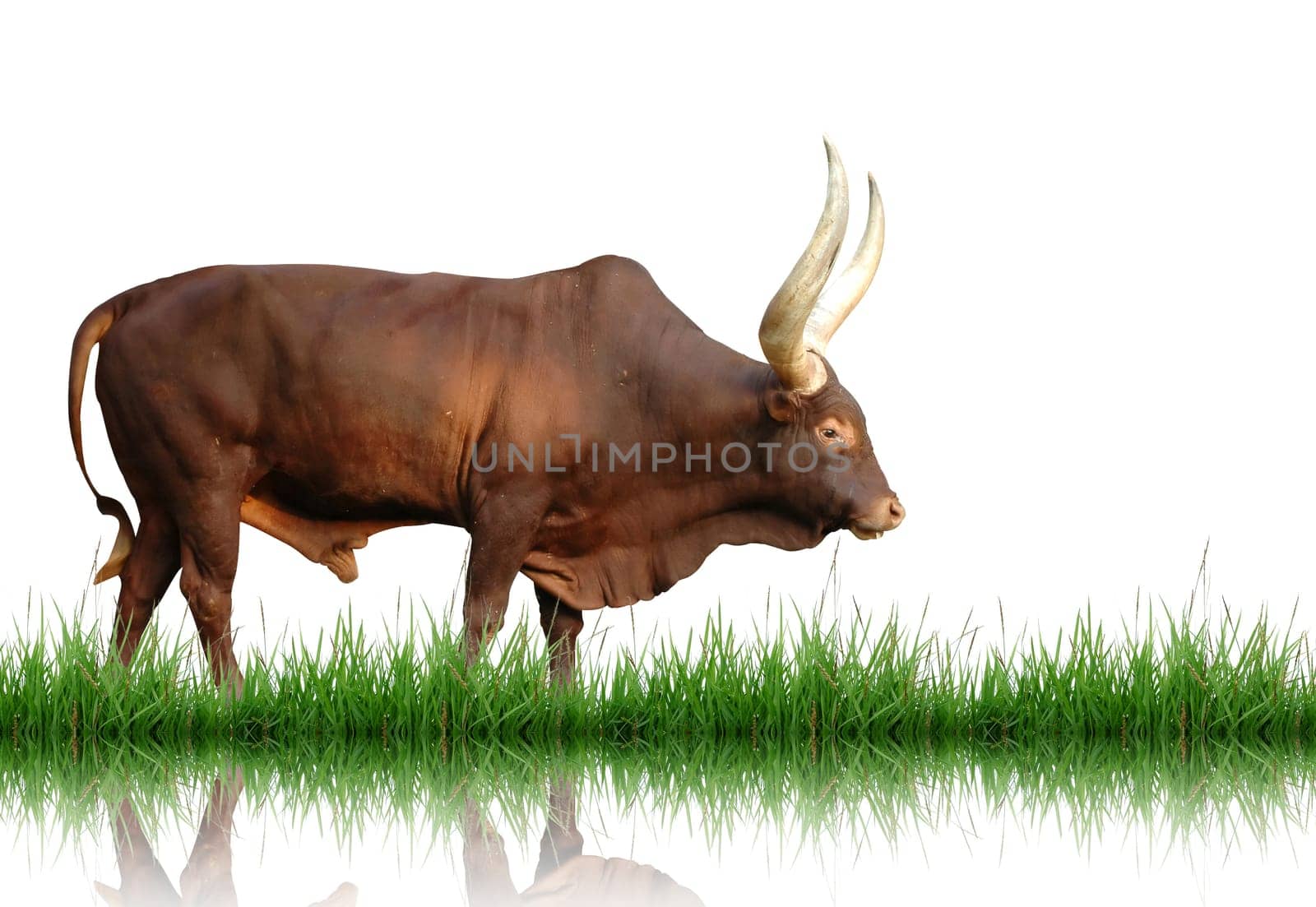 watusi isolated