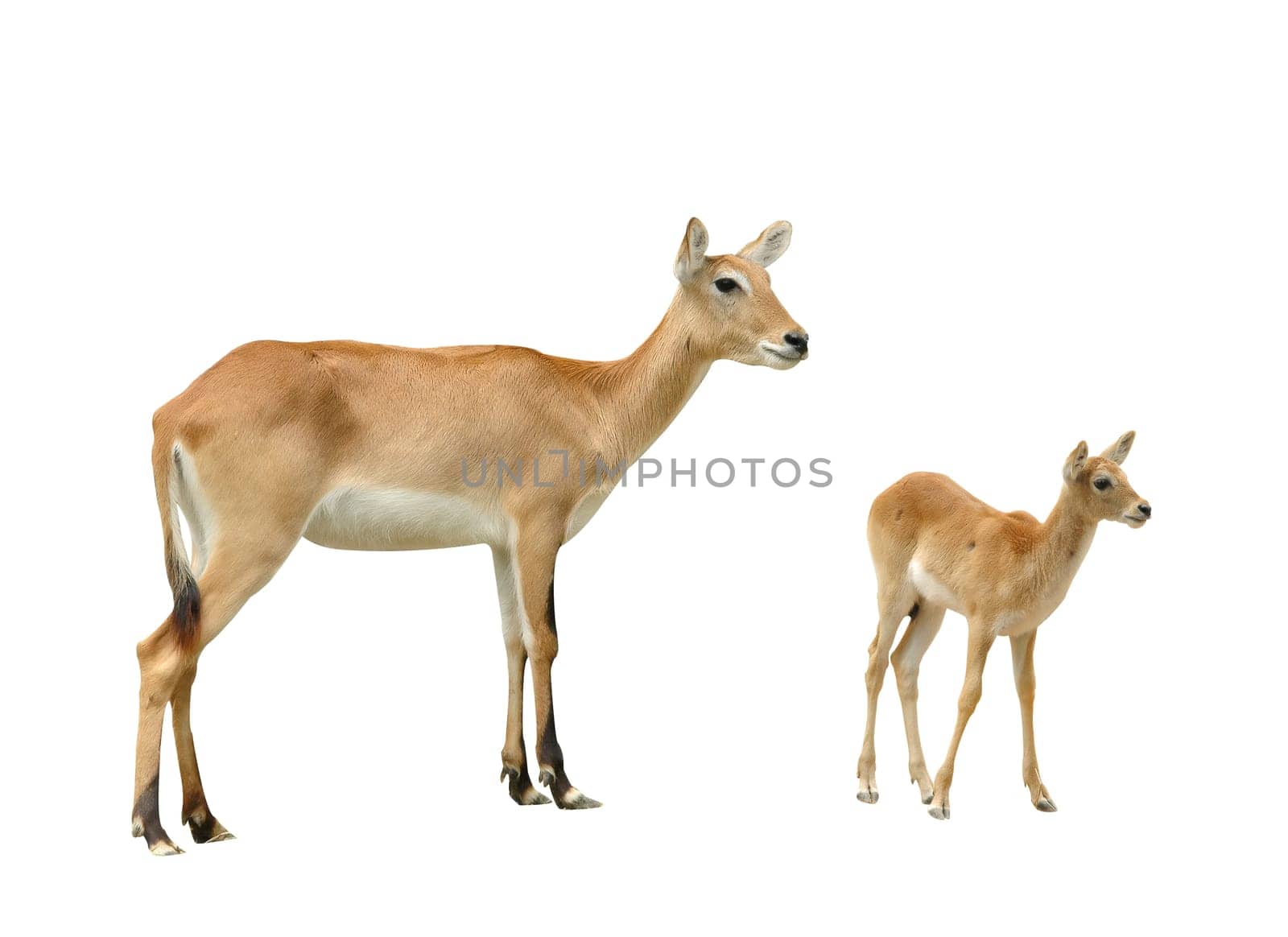 female and young red lechwe isolated