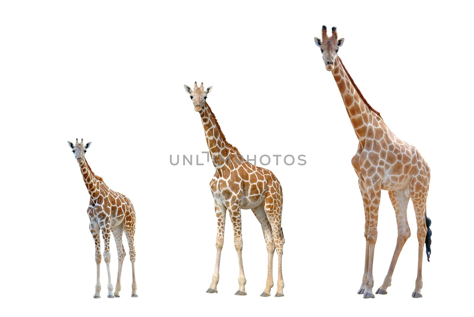 giraffe isolated