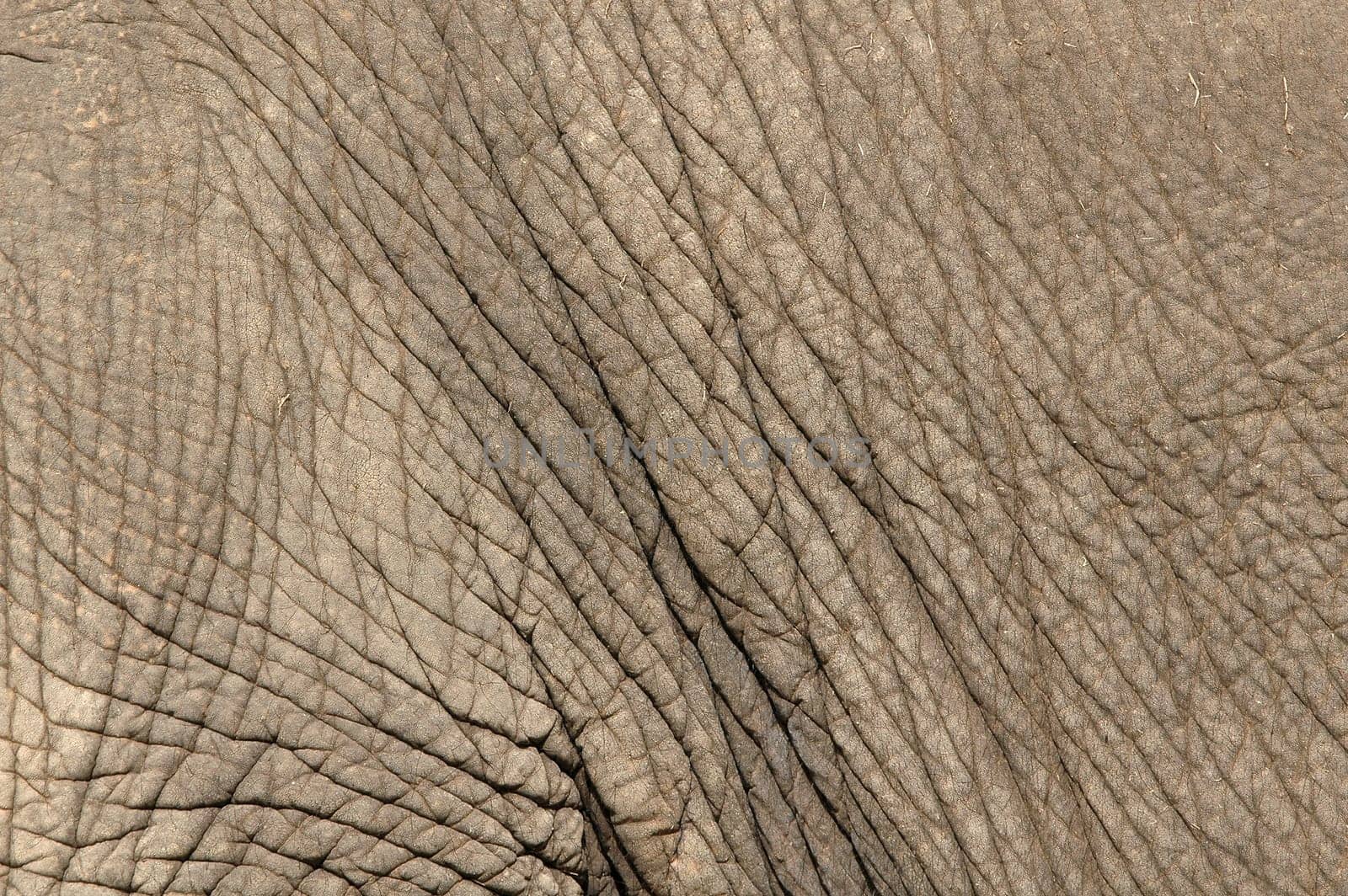elephant skin