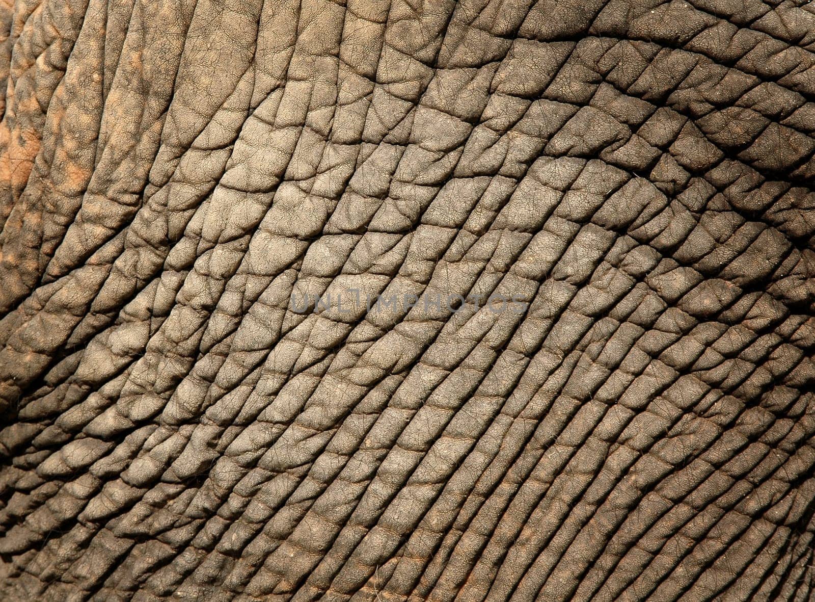 elephant skin