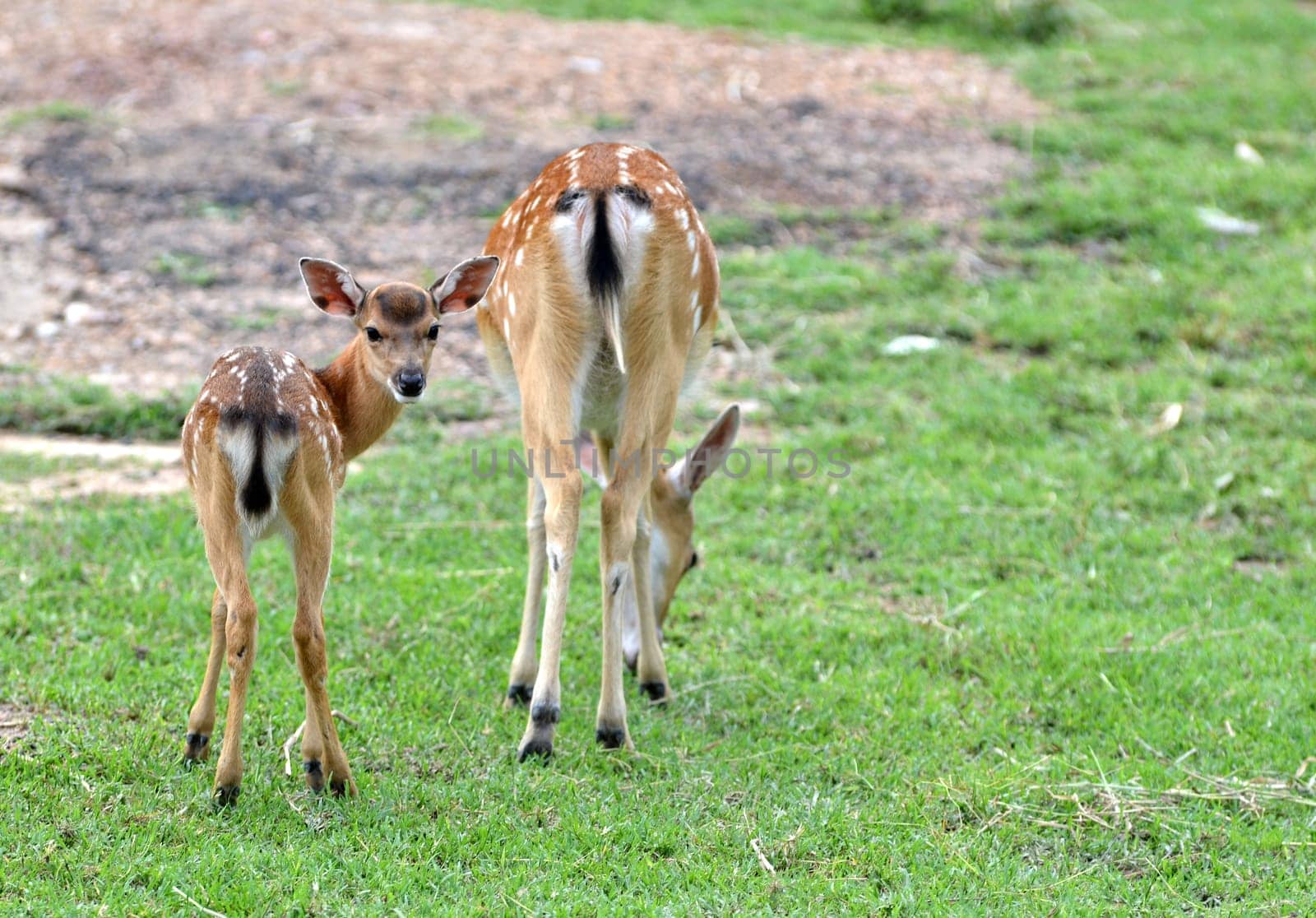 young sika deer and their mother